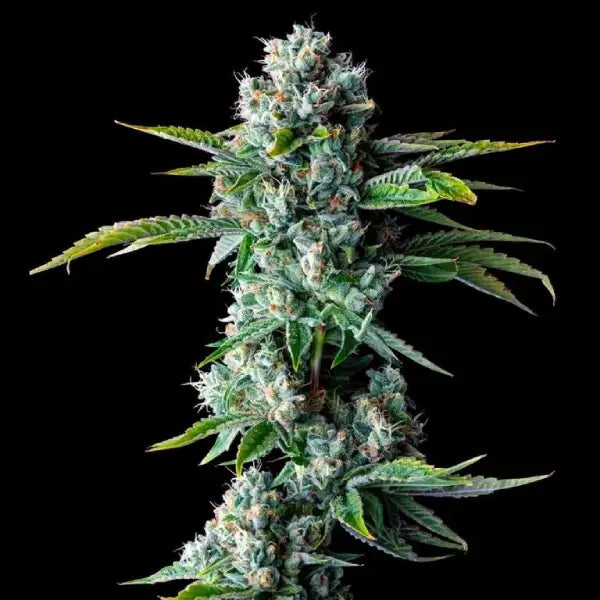 Skywalker Kush Auto Cannabis Seeds