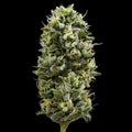 Snack Pack Fem Cannabis Seeds
