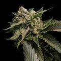 Strawberry Sorbet Fem Cannabis Seeds