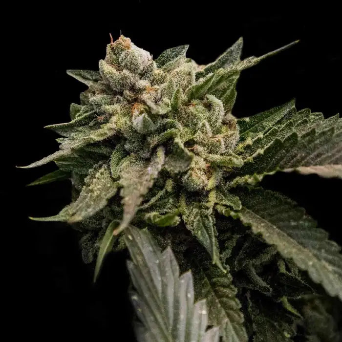 Strawberry Sorbet Fem Cannabis Seeds