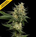 TANGIE REG Cannabis Seeds