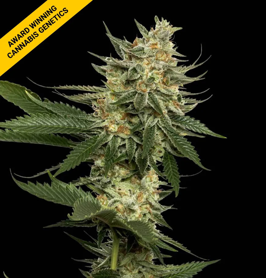 TANGIE REG Cannabis Seeds