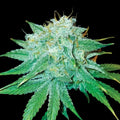 The Stinking Rose Fem Cannabis Seeds