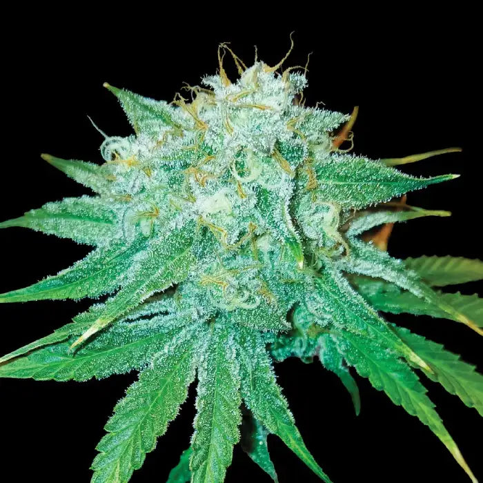 The Stinking Rose Fem Cannabis Seeds