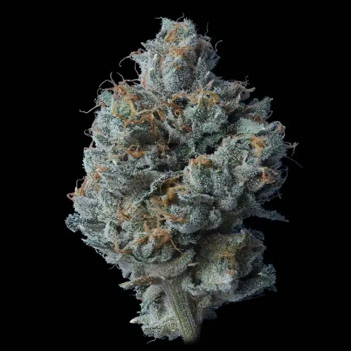 Zallah Bread Fem Cannabis Seeds