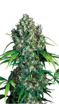 Double Dutch Strain Created by Serious Seeds