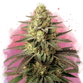 Do Si Dos Feminized