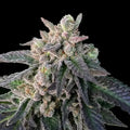 Elons-X Reg Cannabis Seeds