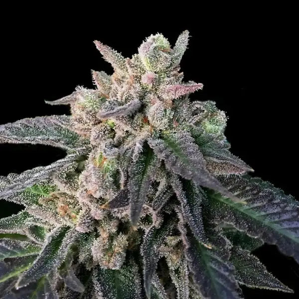Elons-X Reg Cannabis Seeds