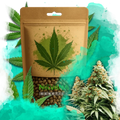 Exodus Cheese Feminized