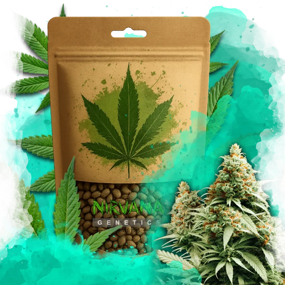 Exodus Cheese Feminized