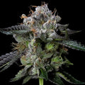Four Prophets Fem Cannabis Seeds