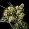 GMO Kosher Fem Cannabis Seeds