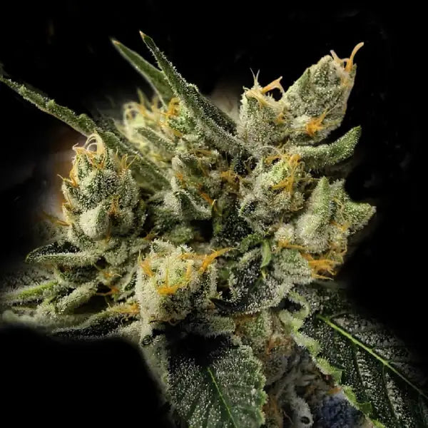 GMO Kosher Fem Cannabis Seeds