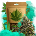Gelato Autoflower