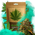 Gelato Feminized