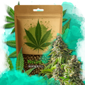 Girl Scout Cookies Feminized