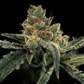 Golden Fortunes Reg Cannabis Seeds