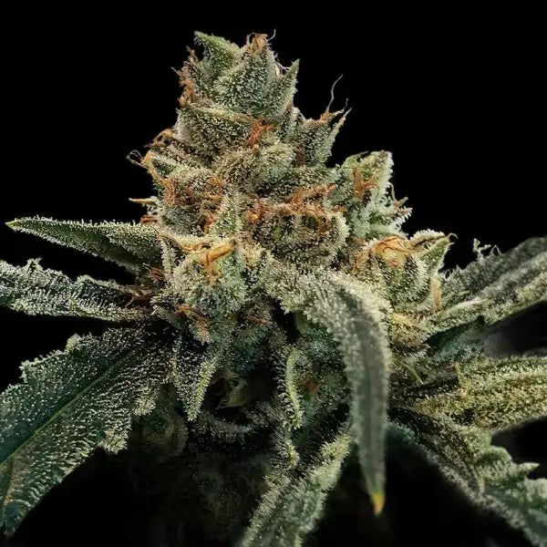 Golden Fortunes Reg Cannabis Seeds