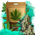 Grease Monkey Feminized