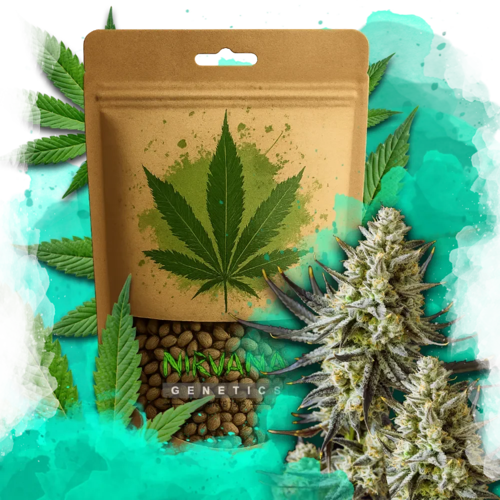 Grease Monkey Feminized