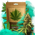 Great White Shark Feminized