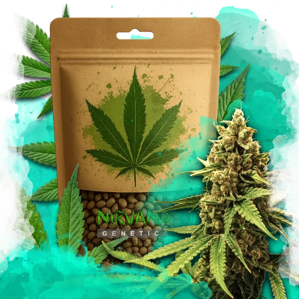 Great White Shark Feminized