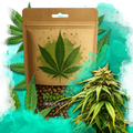 Green Crack Feminized