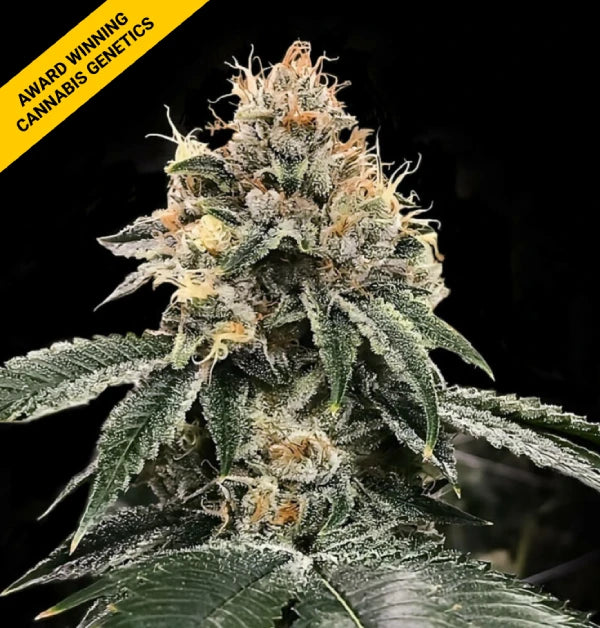 HG23 AKA MICHAEL JORDAN Fem Cannabis Seeds