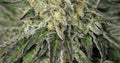 Amherst Sour Diesel