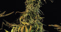 Blueberry Headband