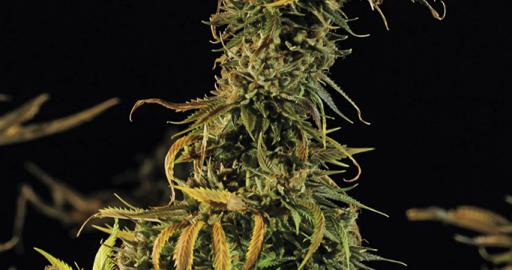Blueberry Headband