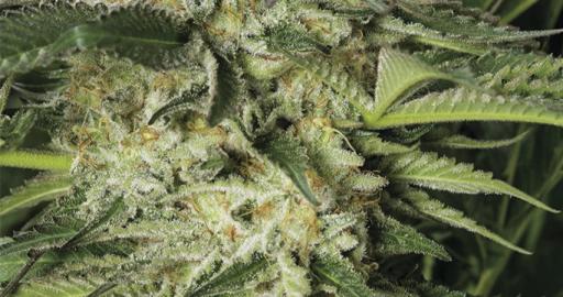 Lemon Garlic OG