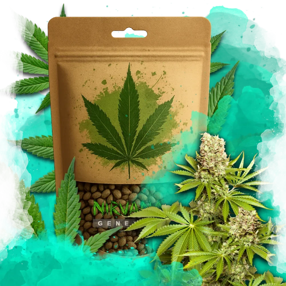 Hawaii Maui Waui Feminized