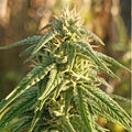 Himalaya Snow Regular