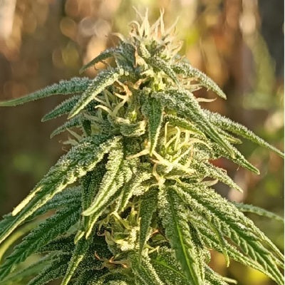 Himalaya Snow Regular
