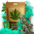 Hindu Kush Feminized