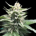 Honey Banana S1 Cannabis Seeds