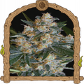 Lemon Candy Strain