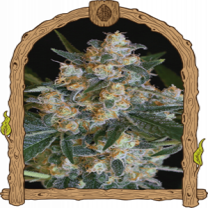 Lemon Candy Strain