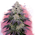 Ice Cream Cake Feminized