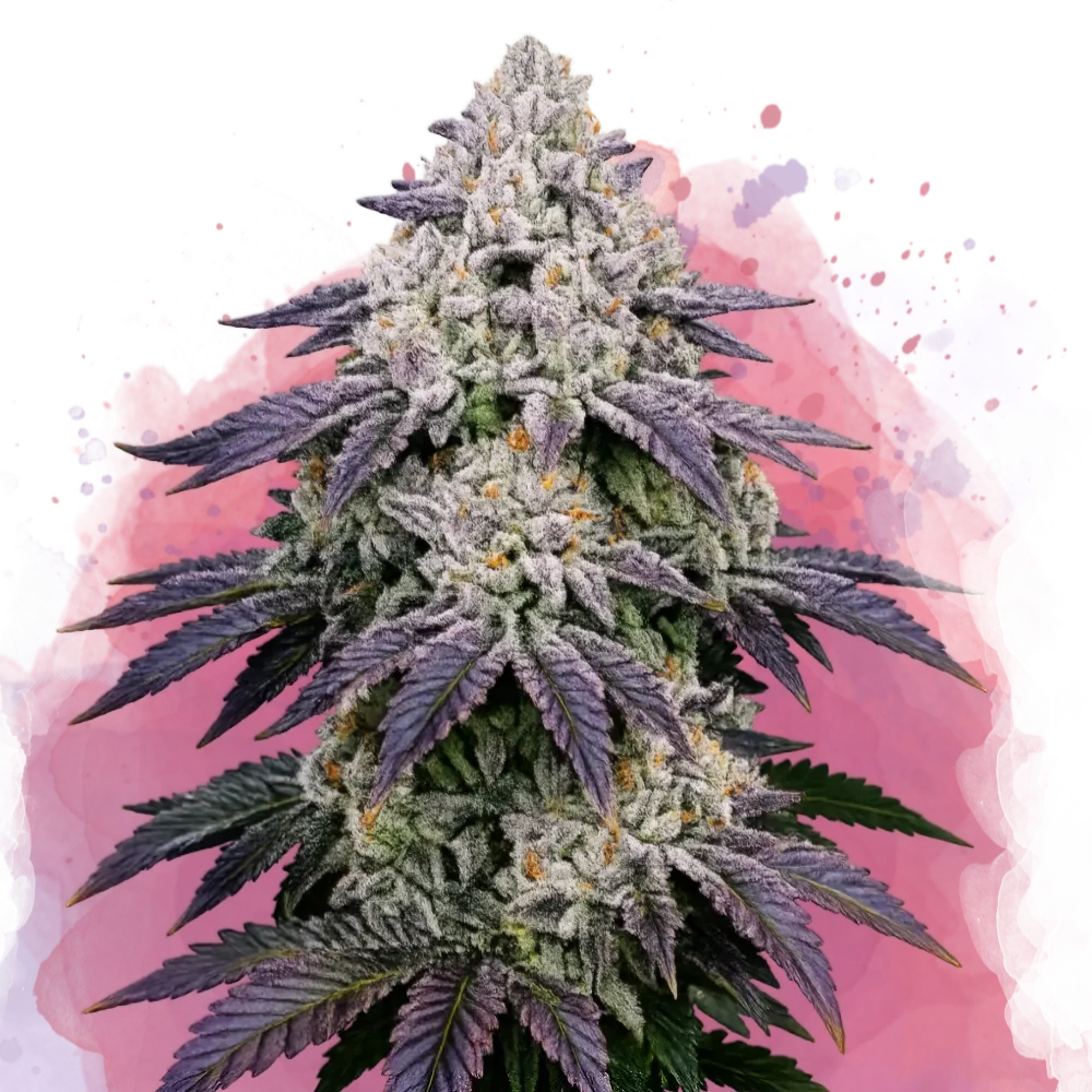 Ice Cream Cake Feminized