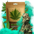 Jock Horror Autoflower