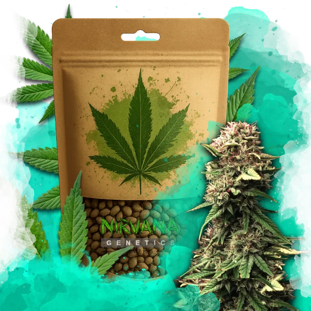 Jock Horror Autoflower
