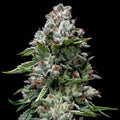 Kosher Kush Fem Cannabis Seeds