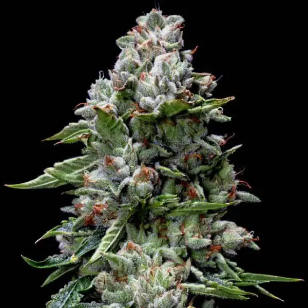 Kosher Kush Fem Cannabis Seeds