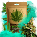 LSD Feminized