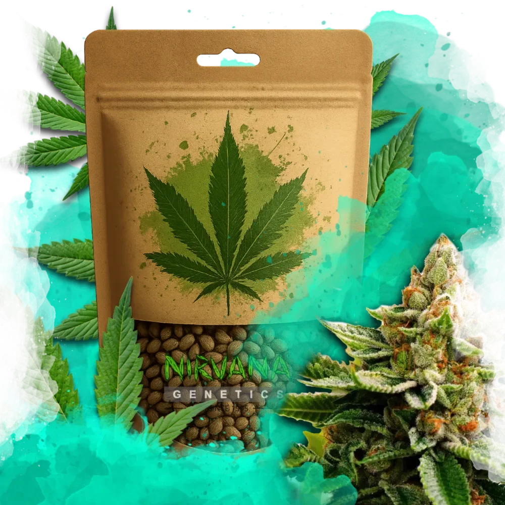 LSD Feminized