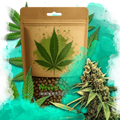 Lemon OG Haze Feminized