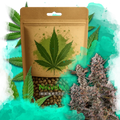Lithium OG Kush Feminized